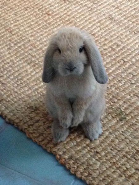 Funny Animals (43 pics) Funny Animals (43 pics)