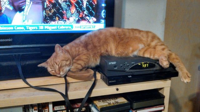 Funny Animals (43 pics) Funny Animals (43 pics)