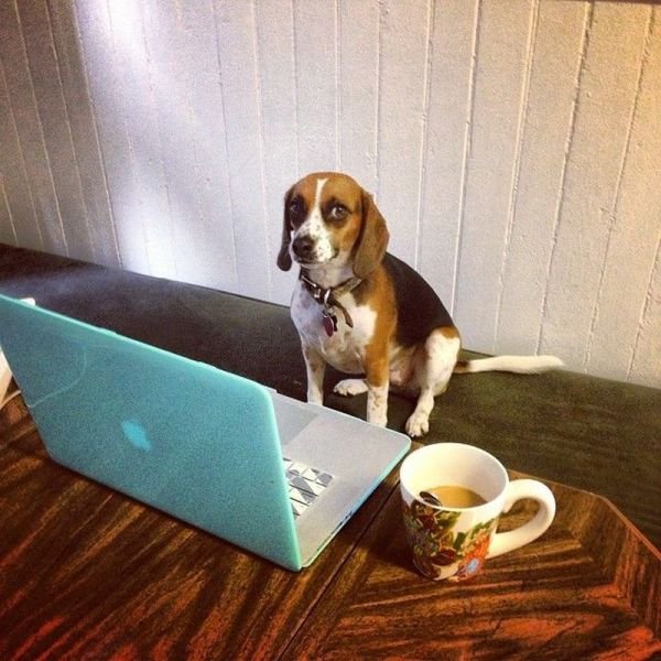 Funny Animals (43 pics) Funny Animals (43 pics)