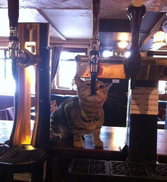 Funny Animals (43 pics) Funny Animals (43 pics)