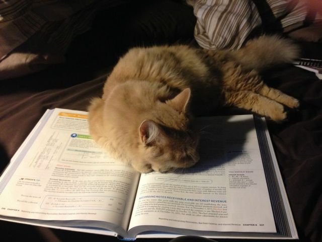 Funny Animals (43 pics) Funny Animals (43 pics)