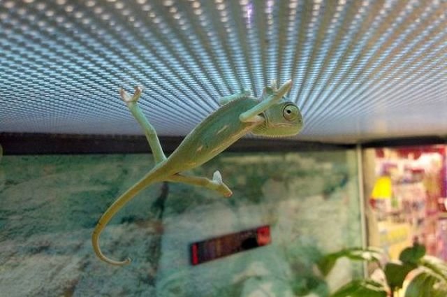 Funny Animals (43 pics) Funny Animals (43 pics)