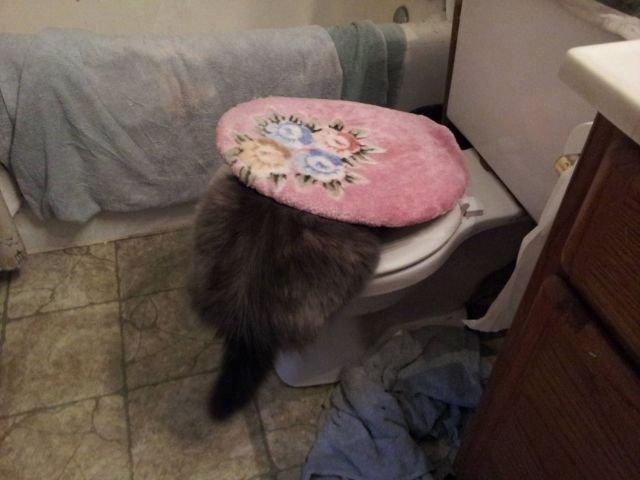 Funny Animals (43 pics) Funny Animals (43 pics)