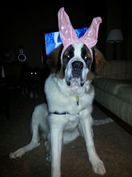 Funny Animals (43 pics) Funny Animals (43 pics)