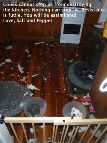 Funny Animals (43 pics) Funny Animals (43 pics)