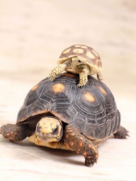 Funny Animals (43 pics) Funny Animals (43 pics)