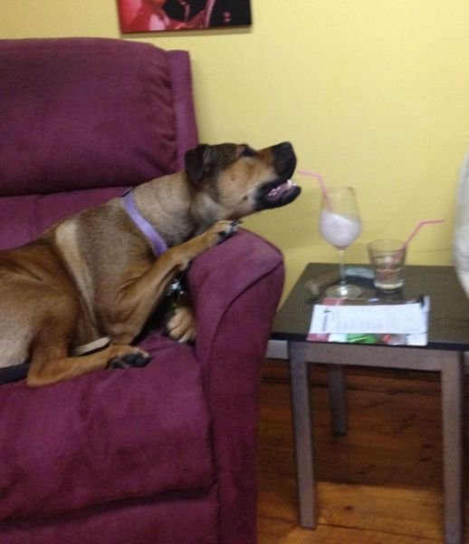 Funny Animals (43 pics) Funny Animals (43 pics)