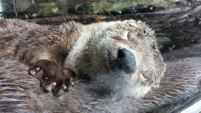 Funny Animals (43 pics) Funny Animals (43 pics)