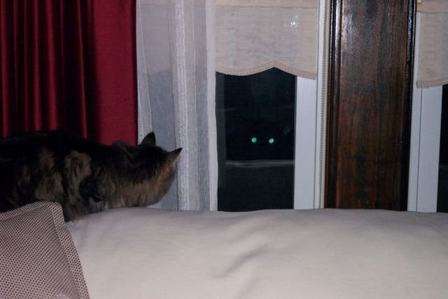 Funny Animals (43 pics) Funny Animals (43 pics)