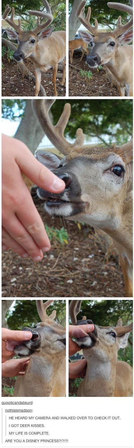 Funny Animals (43 pics) Funny Animals (43 pics)