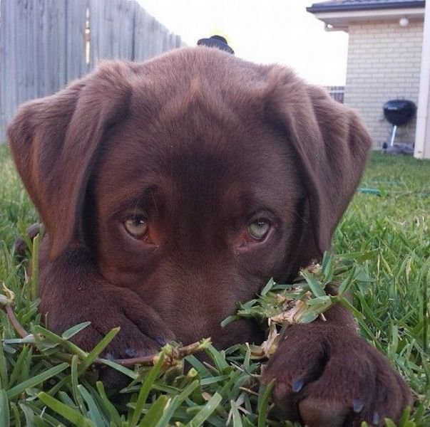 Funny Animals (43 pics) Funny Animals (43 pics)