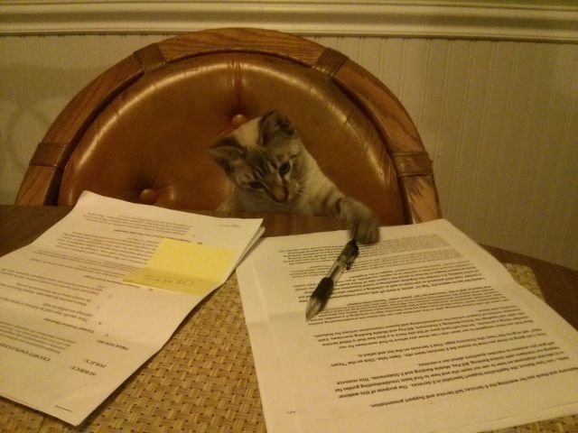 Funny Animals (43 pics) Funny Animals (43 pics)