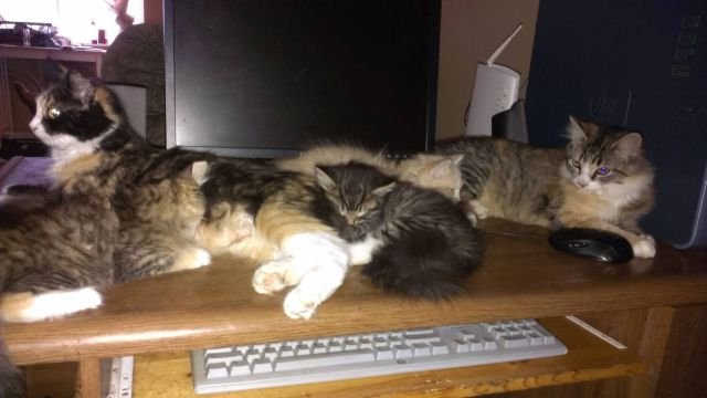 Funny Animals (43 pics) Funny Animals (43 pics)