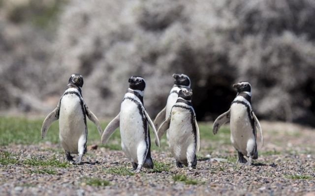 Funny Animals (43 pics) Funny Animals (43 pics)