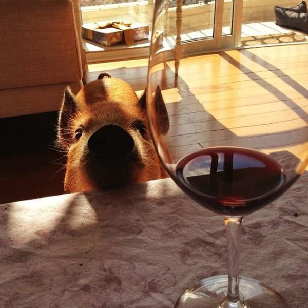 Funny Animals (43 pics) Funny Animals (43 pics)