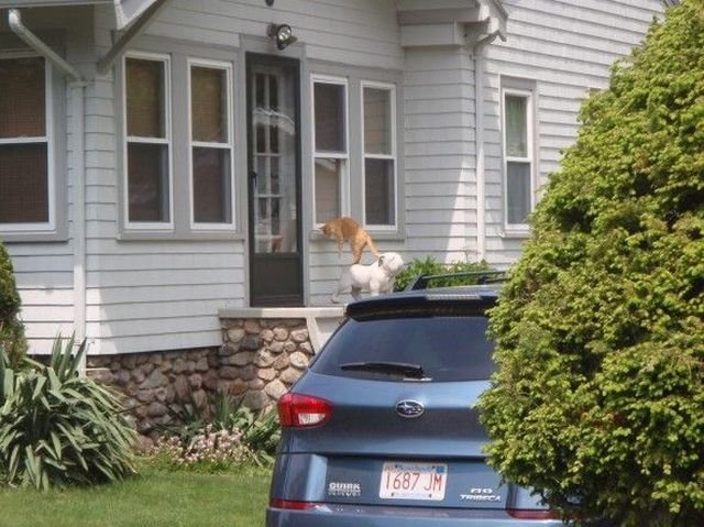 Funny Animals (43 pics) Funny Animals (43 pics)