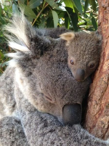 Funny Animals (43 pics) Funny Animals (43 pics)