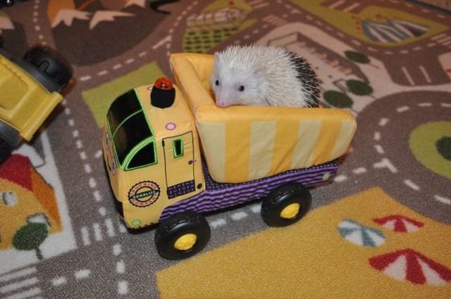 Funny Animals (43 pics) Funny Animals (43 pics)