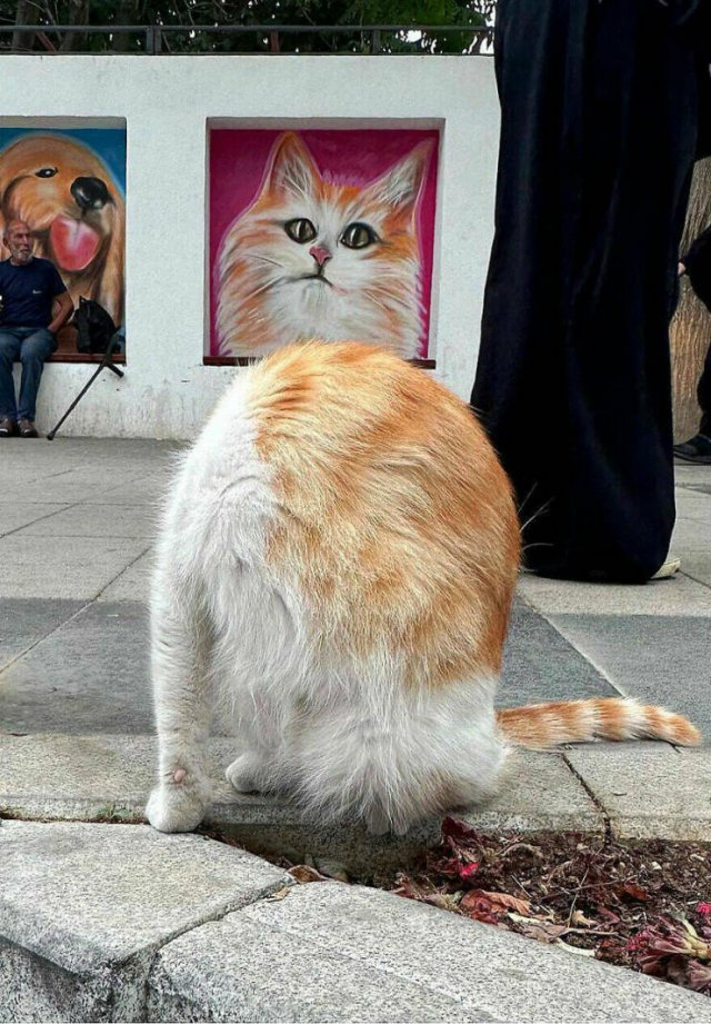 Right Moment (25 pics) Right Moment (25 pics)