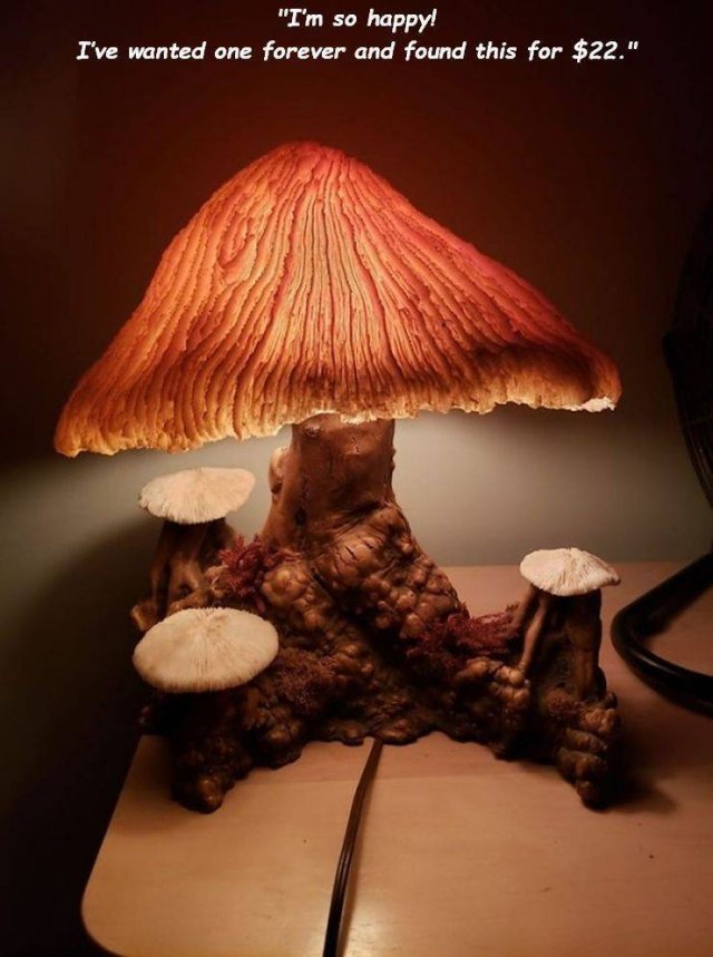 Weird Finds In Thrift Shops (35 pics)