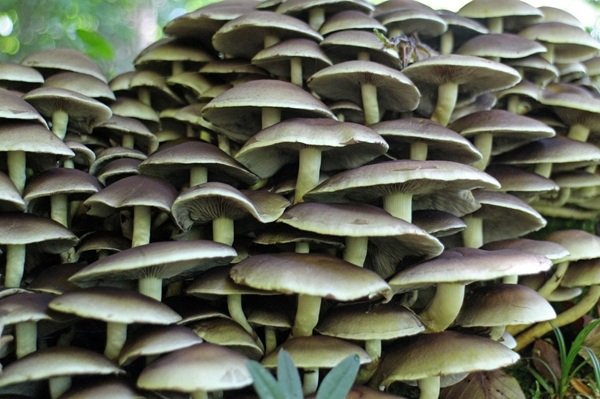 Amazing Scientific Discoveries (21 pics)