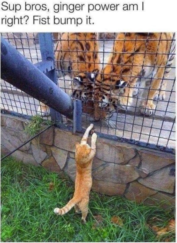 Posts For A Good Mood (41 pics)