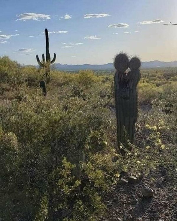 Strange Finds And Situations (42 pics)