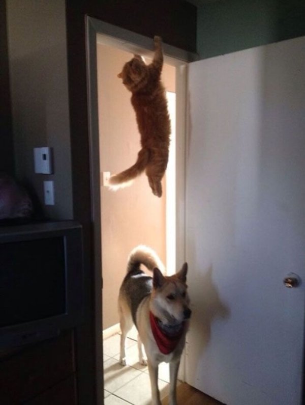 Strange Finds And Situations (42 pics)