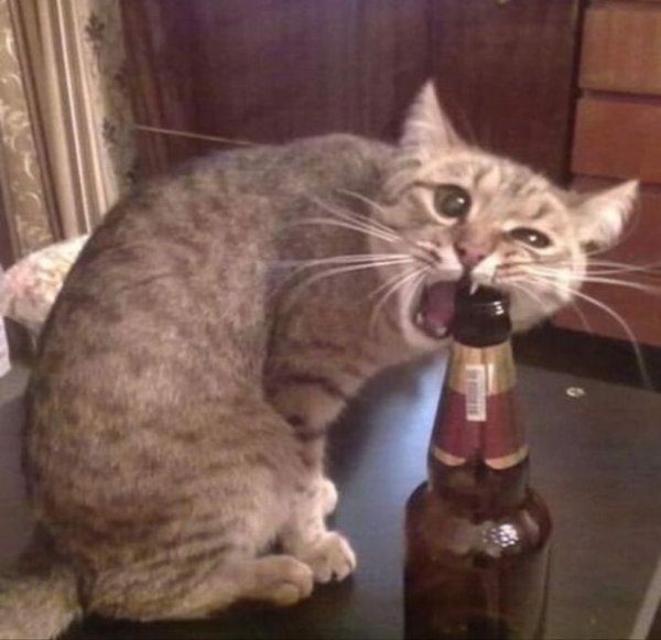 Strange Finds And Situations (42 pics)