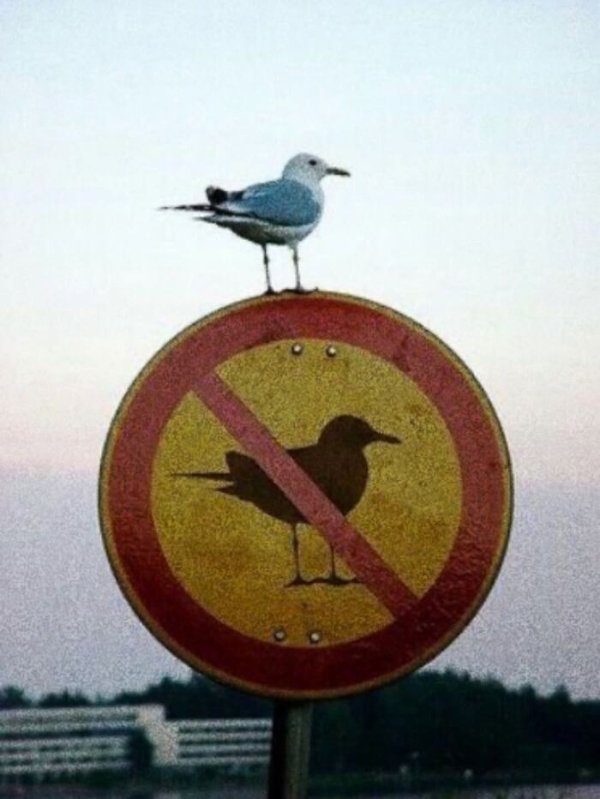 Strange Finds And Situations (42 pics)