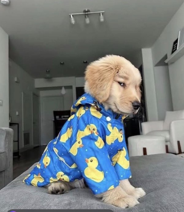 Funny Dogs (29 pics)