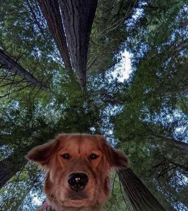 Funny Dogs (29 pics)