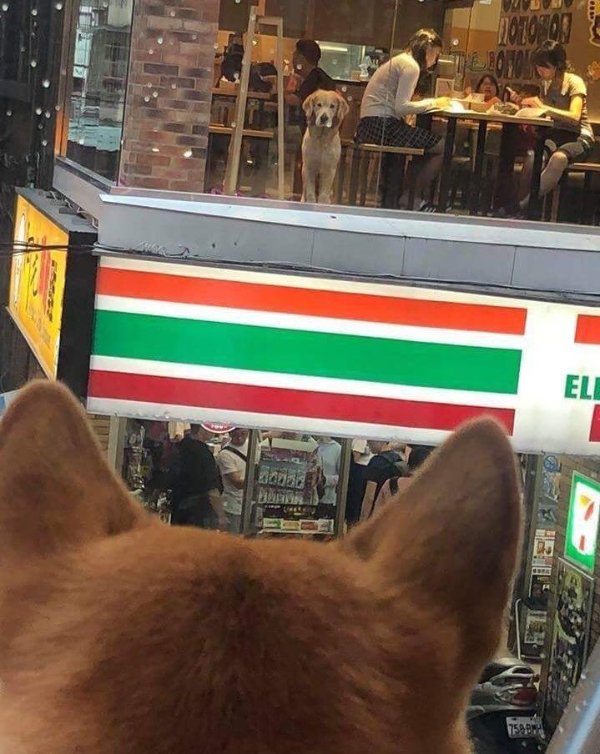 Funny Dogs (29 pics)