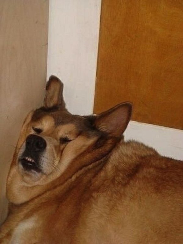 Funny Dogs (29 pics)