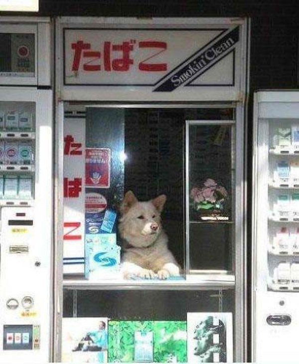 Funny Dogs (29 pics)