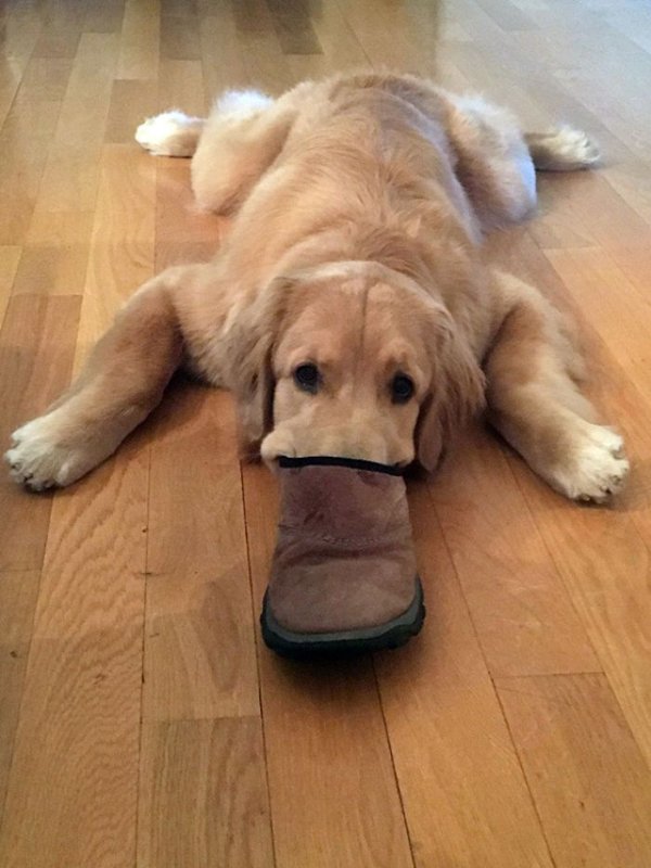 Funny Dogs (29 pics)