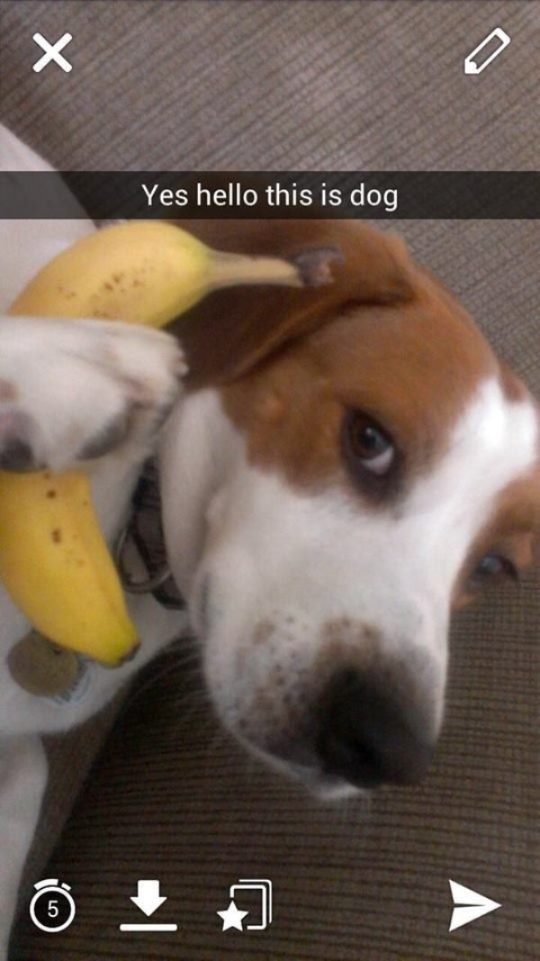 Funny Dogs (29 pics)