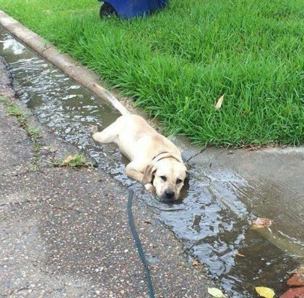 Funny Dogs (29 pics)