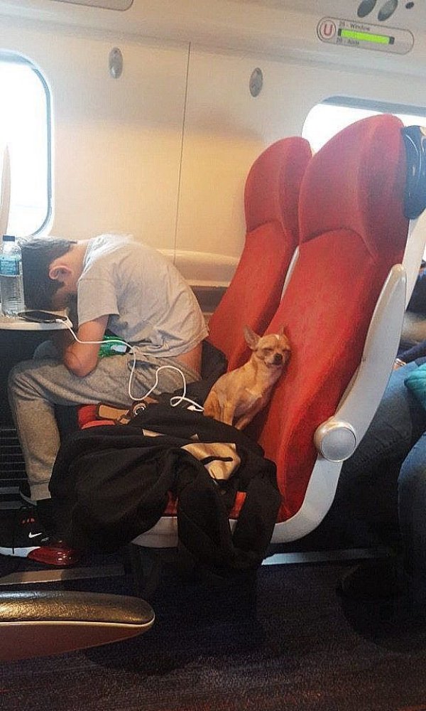 Funny Dogs (29 pics)