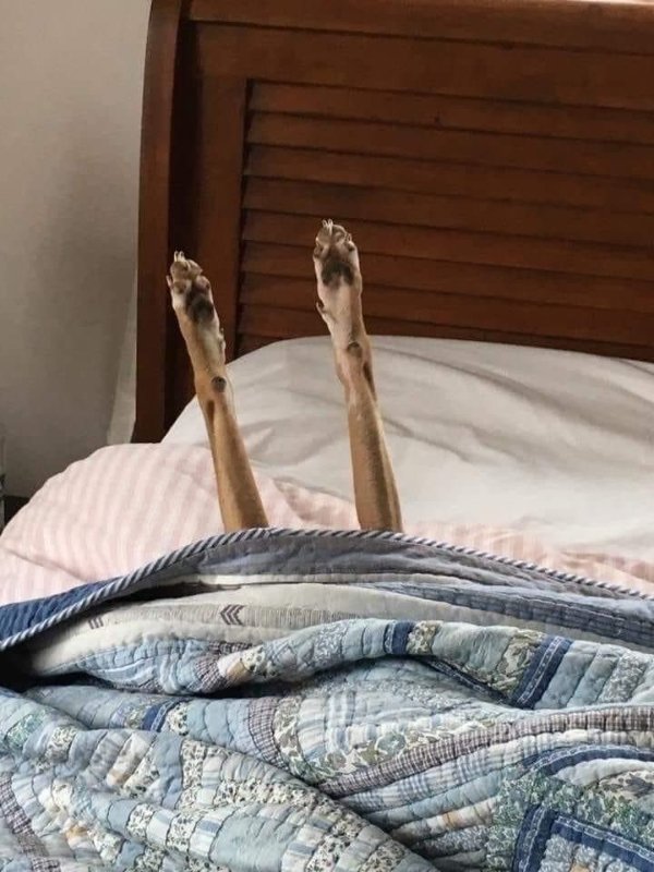 Funny Dogs (29 pics)