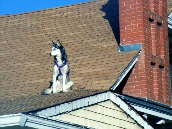 Funny Dogs (29 pics)