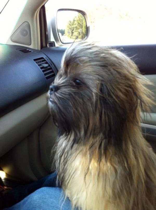 Funny Dogs (29 pics)