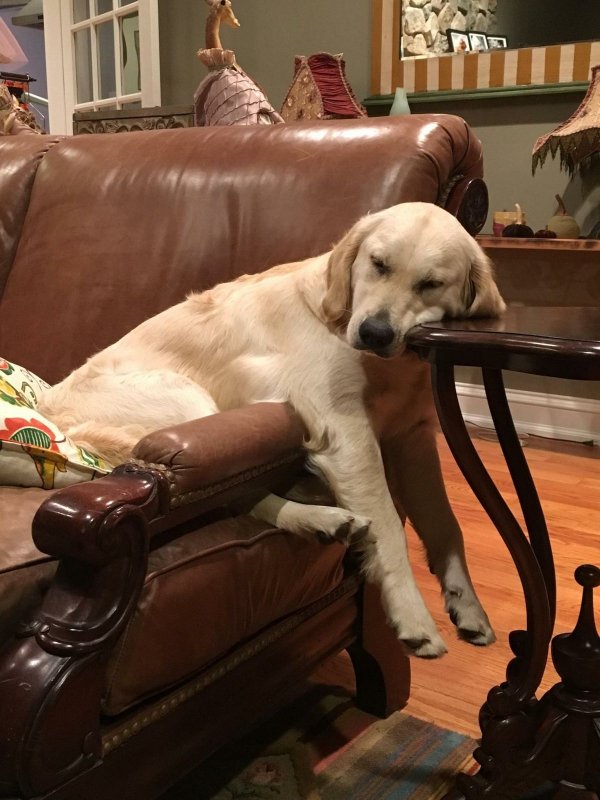 Funny Dogs (29 pics)