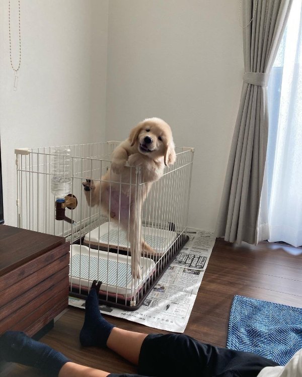 Funny Dogs (29 pics)