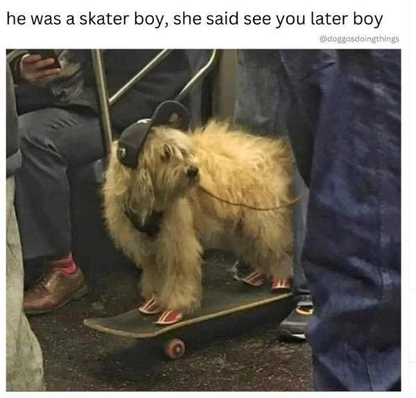 Funny Dogs (29 pics)