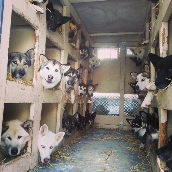 Funny Dogs (29 pics)