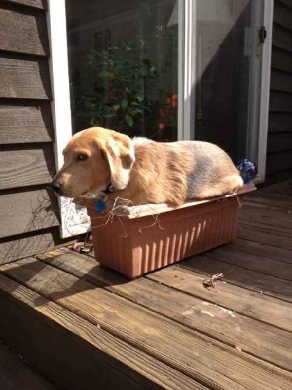 Funny Dogs (29 pics)