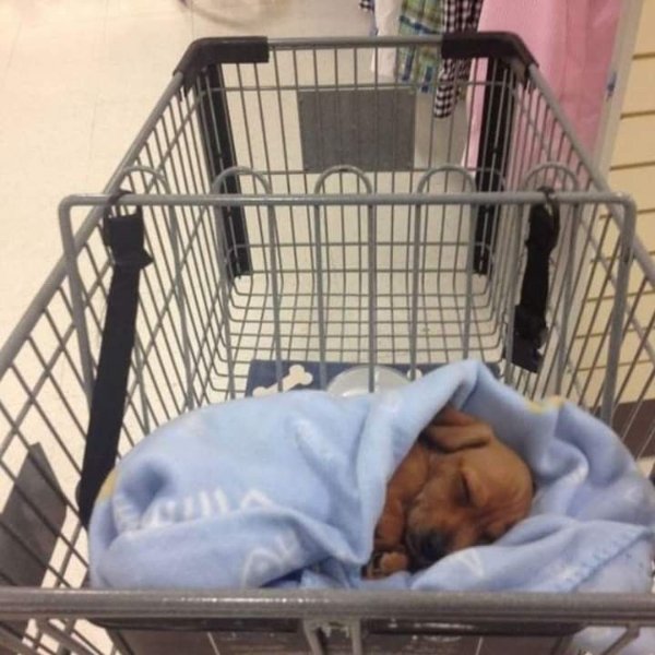 Funny Dogs (29 pics)