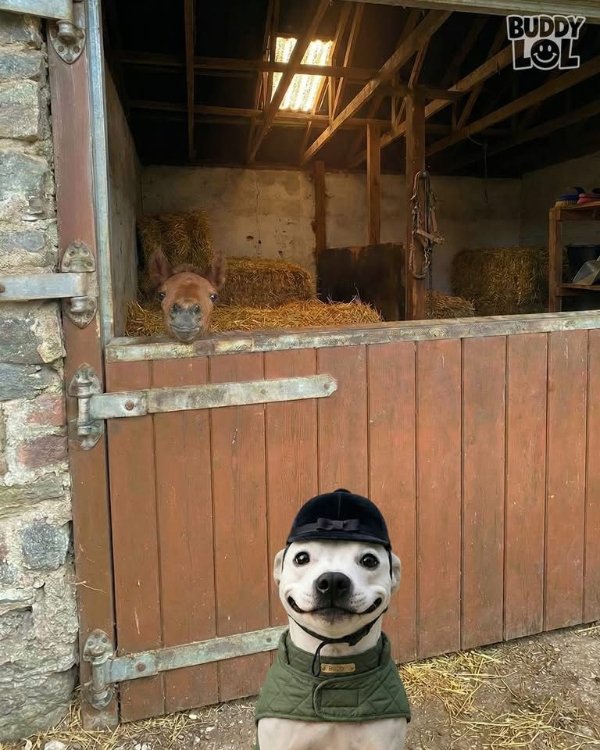 Funny Dogs (29 pics)
