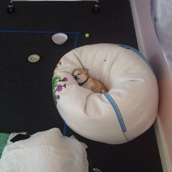 Funny Dogs (29 pics)